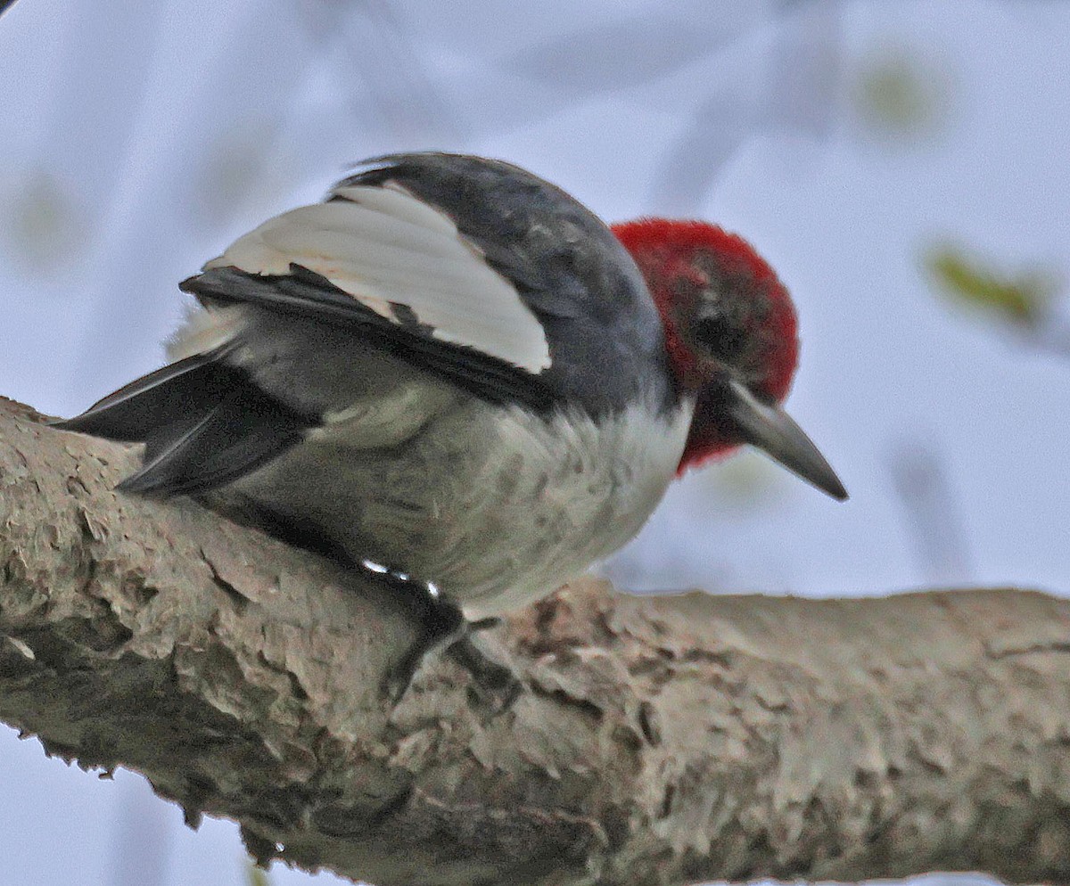Red-headed Woodpecker - ML618403349