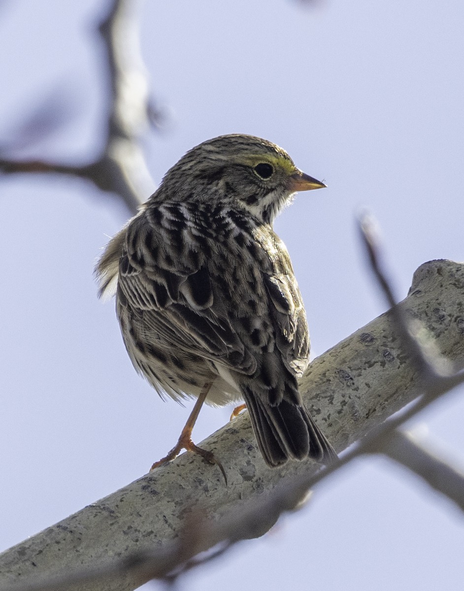 Savannah Sparrow - ML618403395