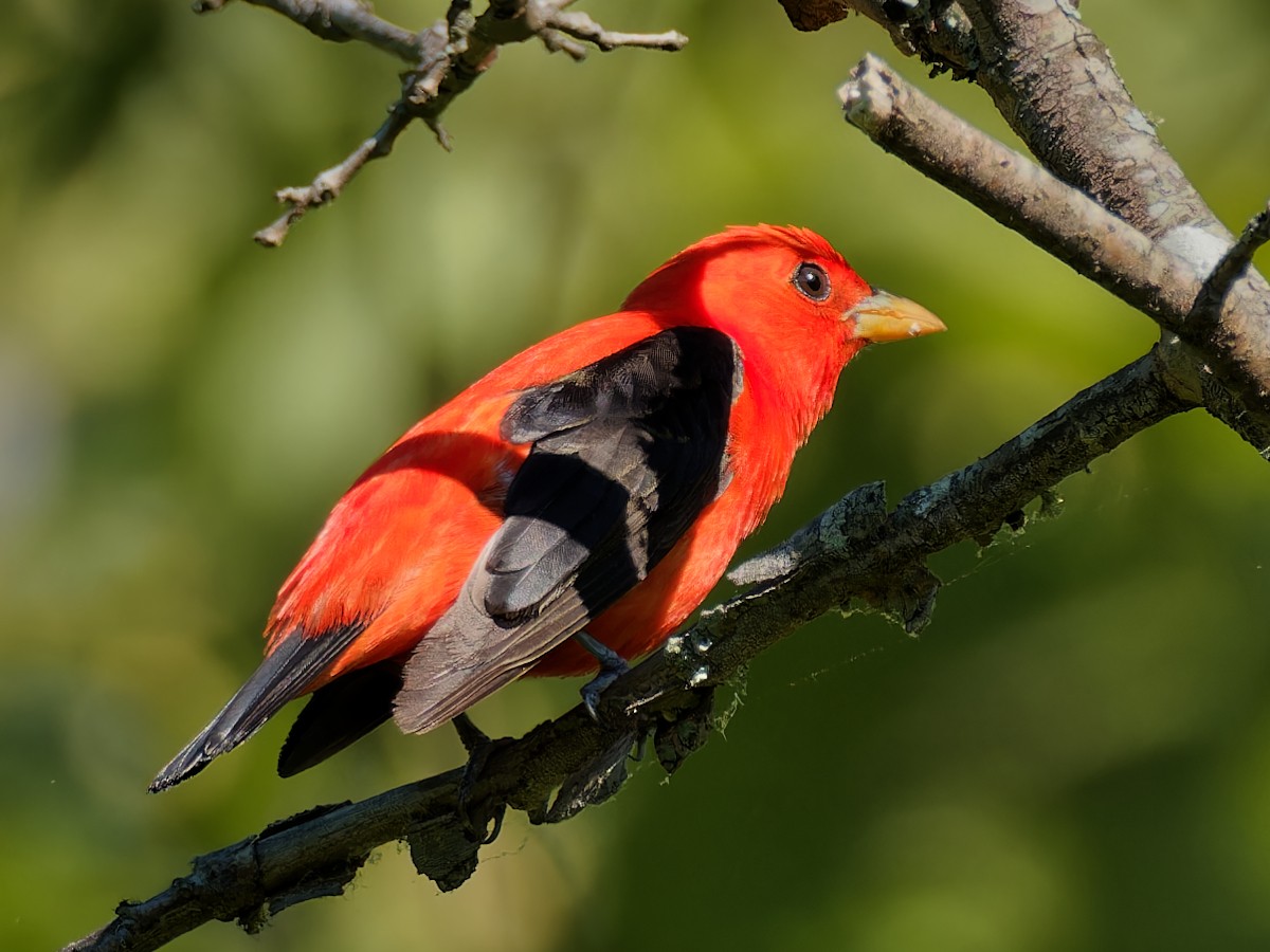 Scarlet Tanager - ML618403406
