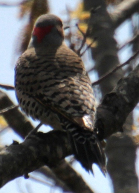 Northern Flicker (Yellow-shafted) - ML618403445