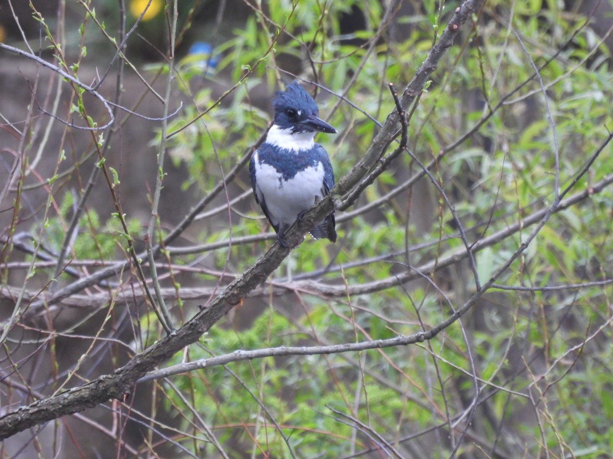 Belted Kingfisher - ML618403466