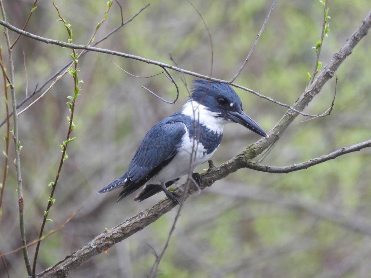 Belted Kingfisher - ML618403470