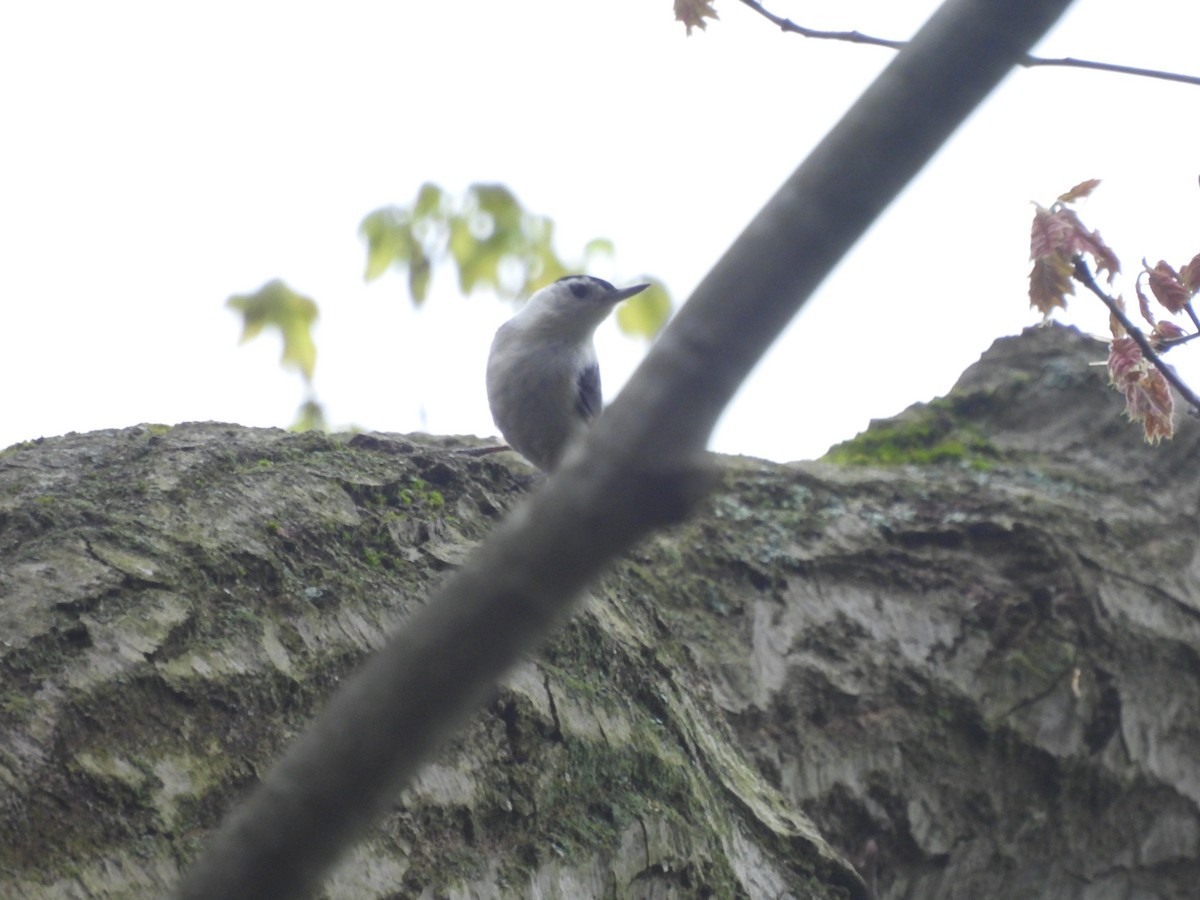 White-breasted Nuthatch - ML618403483