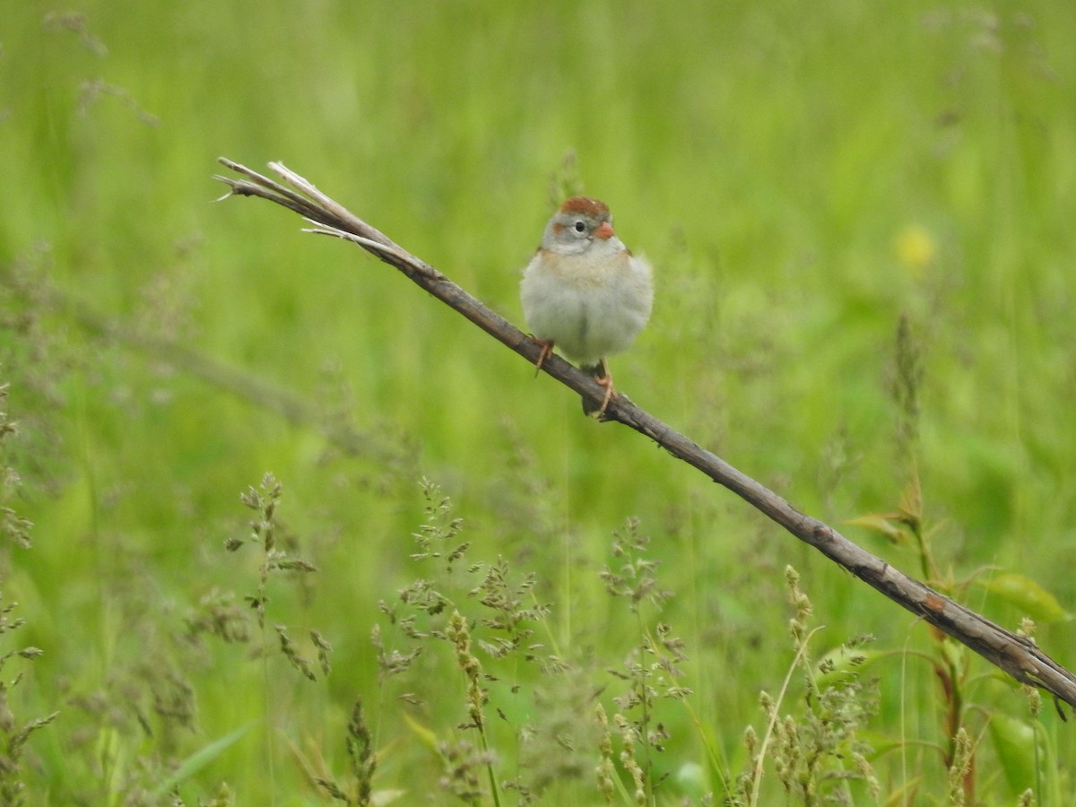 Field Sparrow - ML618403490