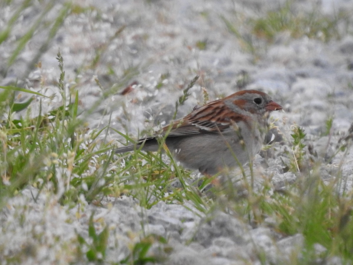 Field Sparrow - ML618403491