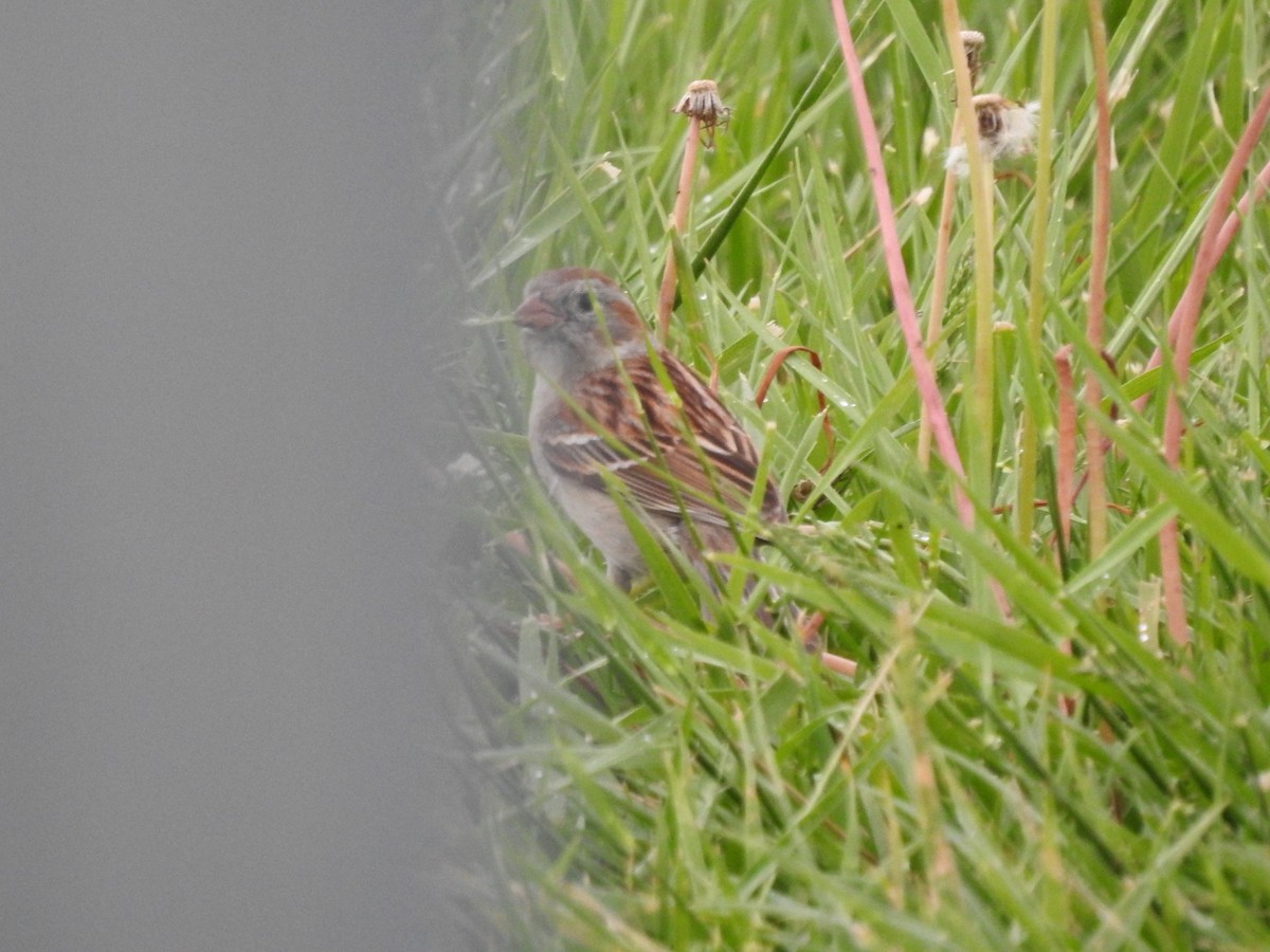 Field Sparrow - ML618403492