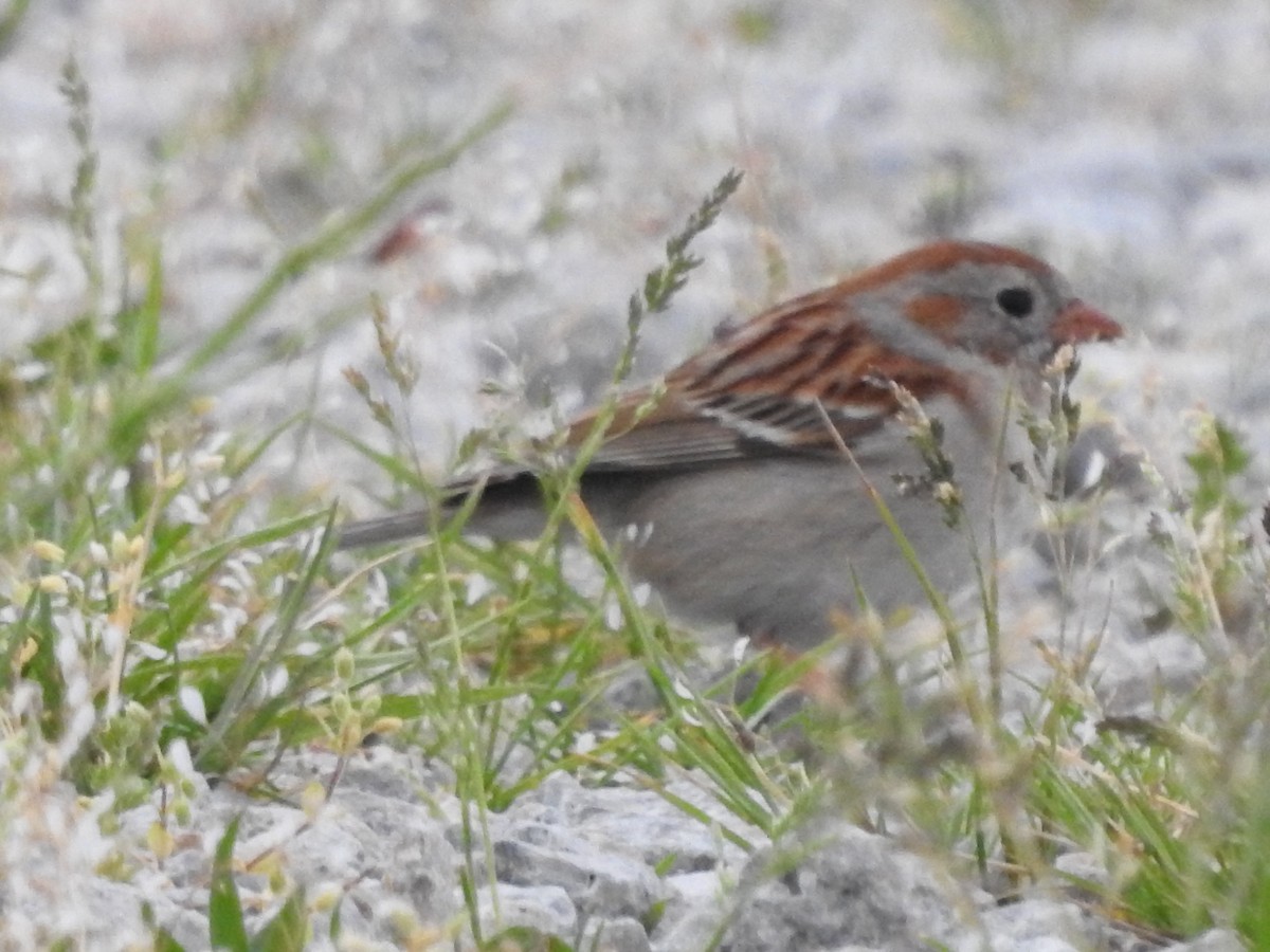 Field Sparrow - ML618403493