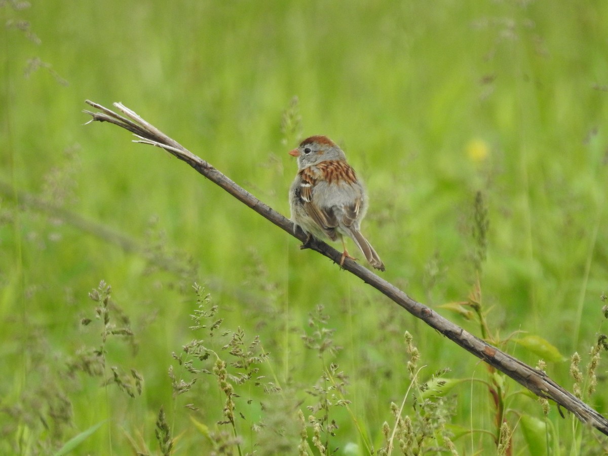 Field Sparrow - ML618403494