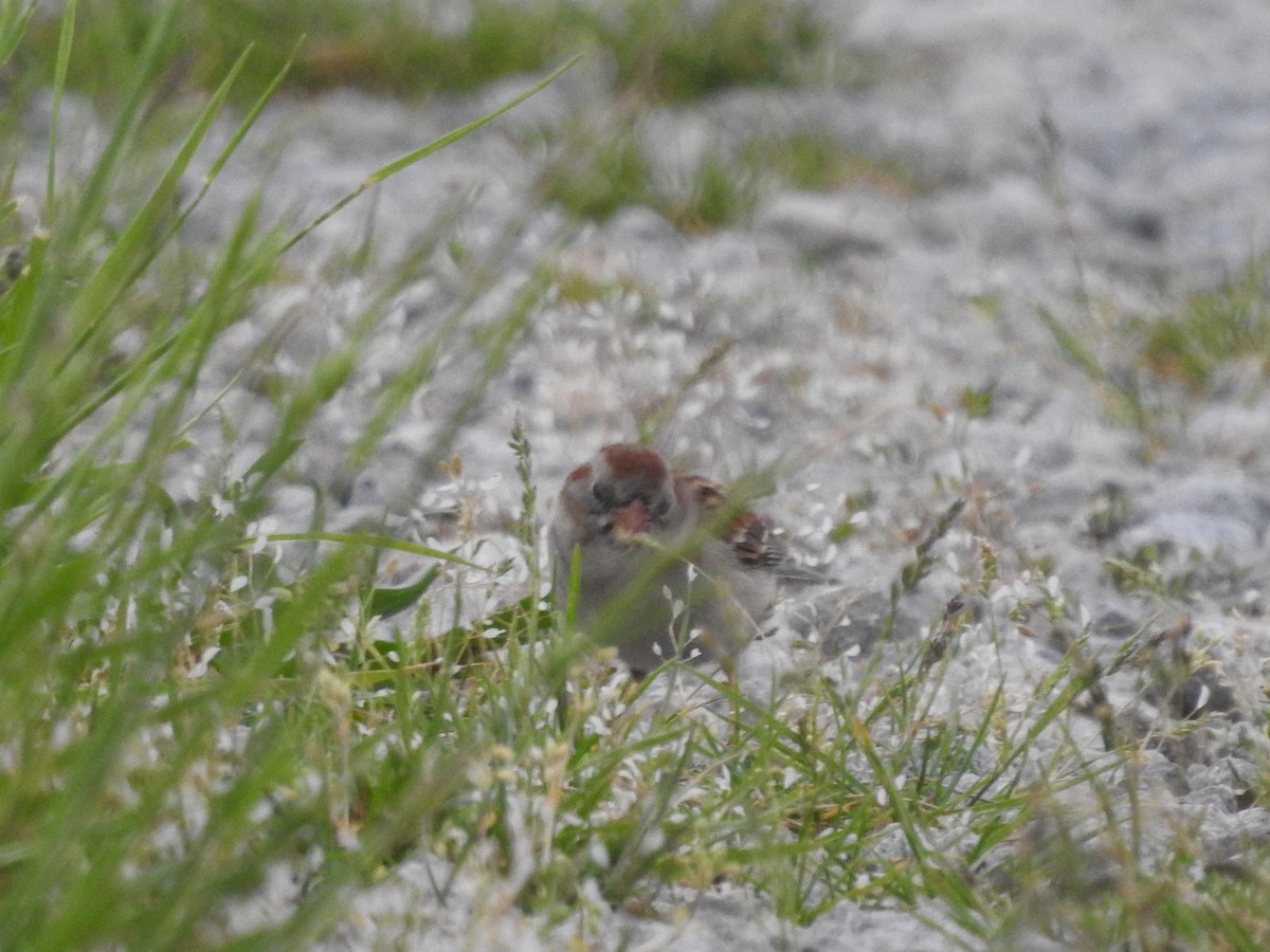 Field Sparrow - ML618403496