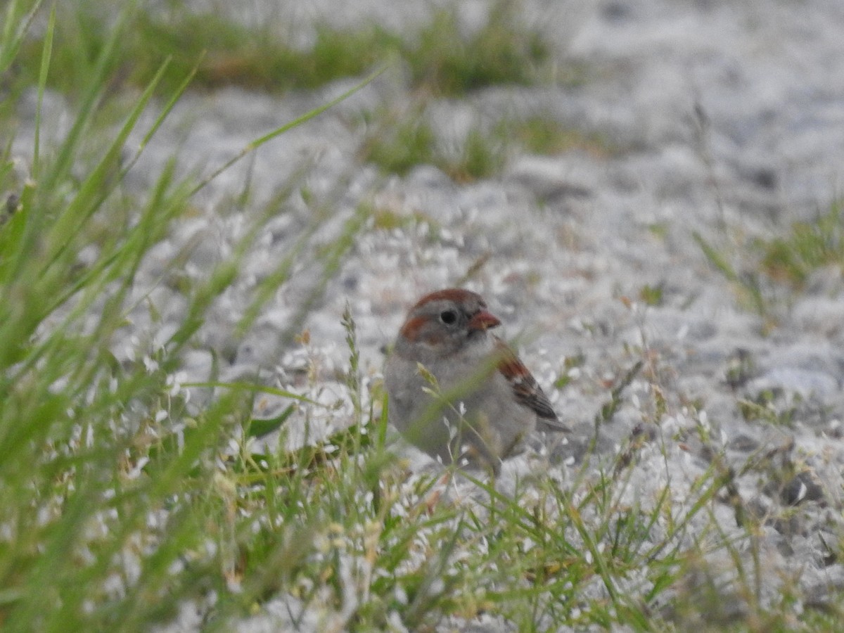 Field Sparrow - ML618403497