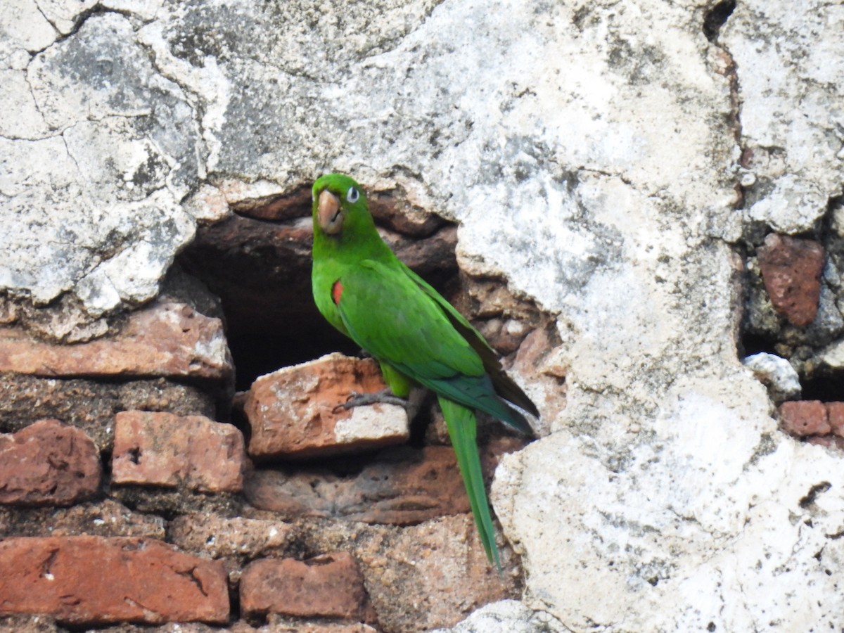 Hispaniolan Parakeet - ML618403498