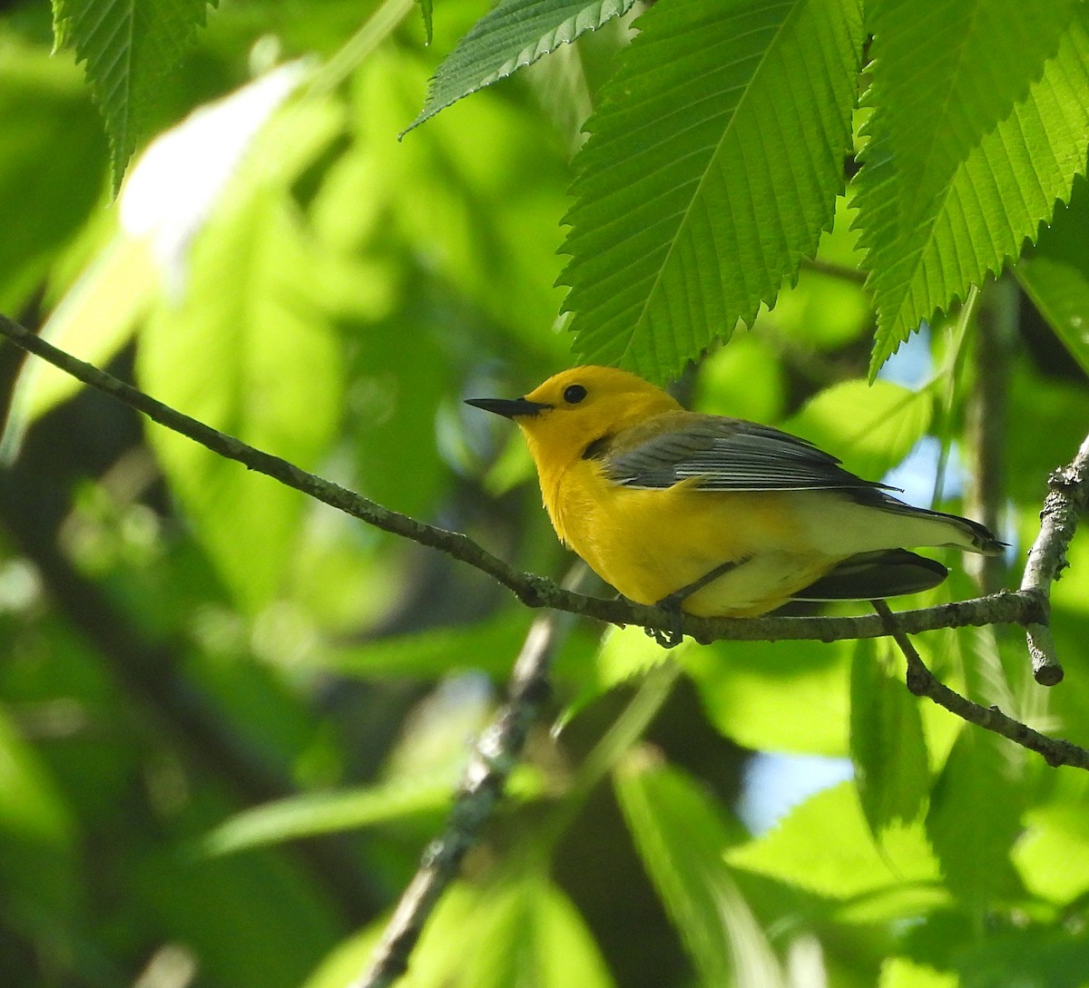 Prothonotary Warbler - ML618403503