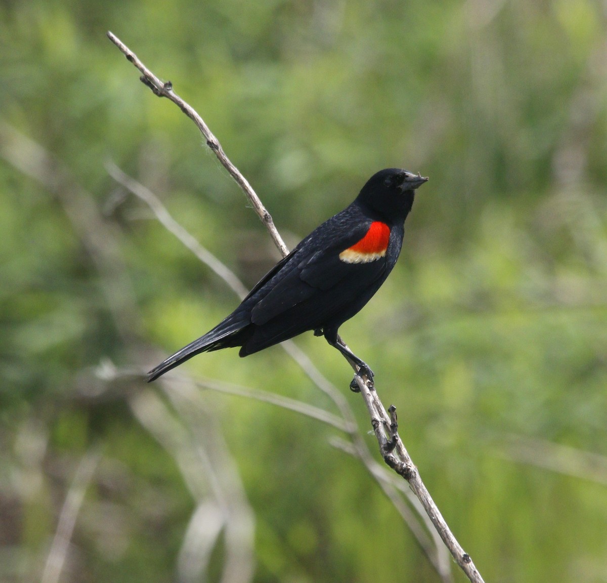 Red-winged Blackbird - Becky Lutz