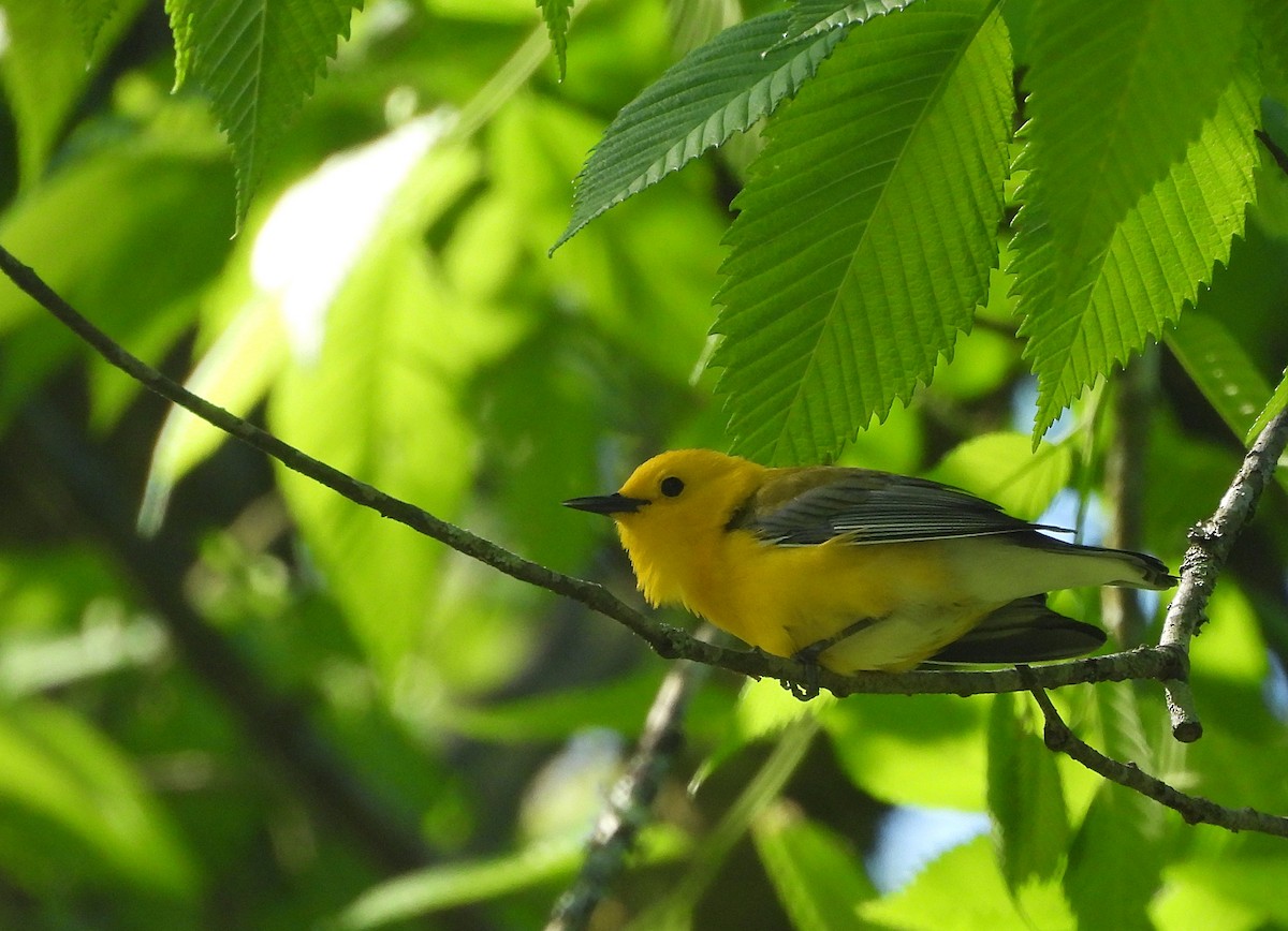 Prothonotary Warbler - ML618403516