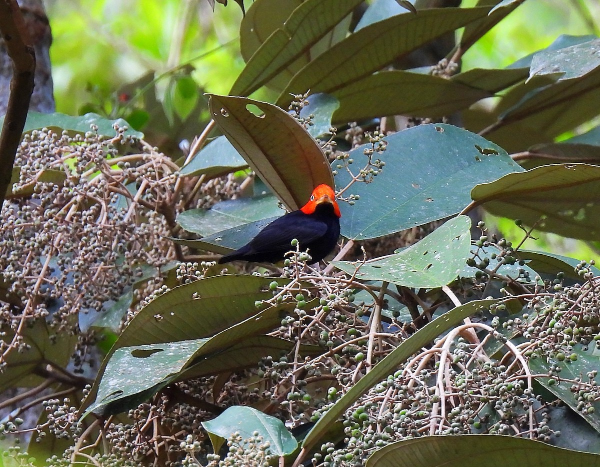 Red-capped Manakin - ML618403522