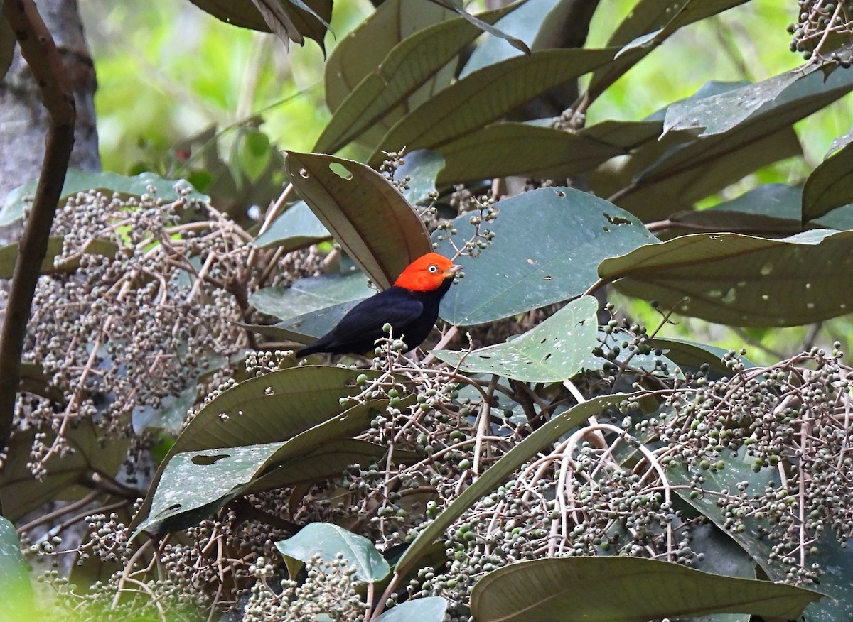 Red-capped Manakin - ML618403523