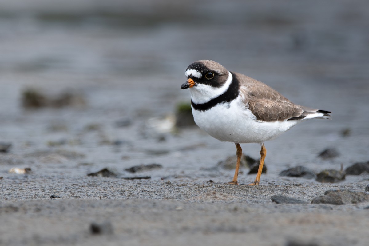 Semipalmated Plover - ML618403530