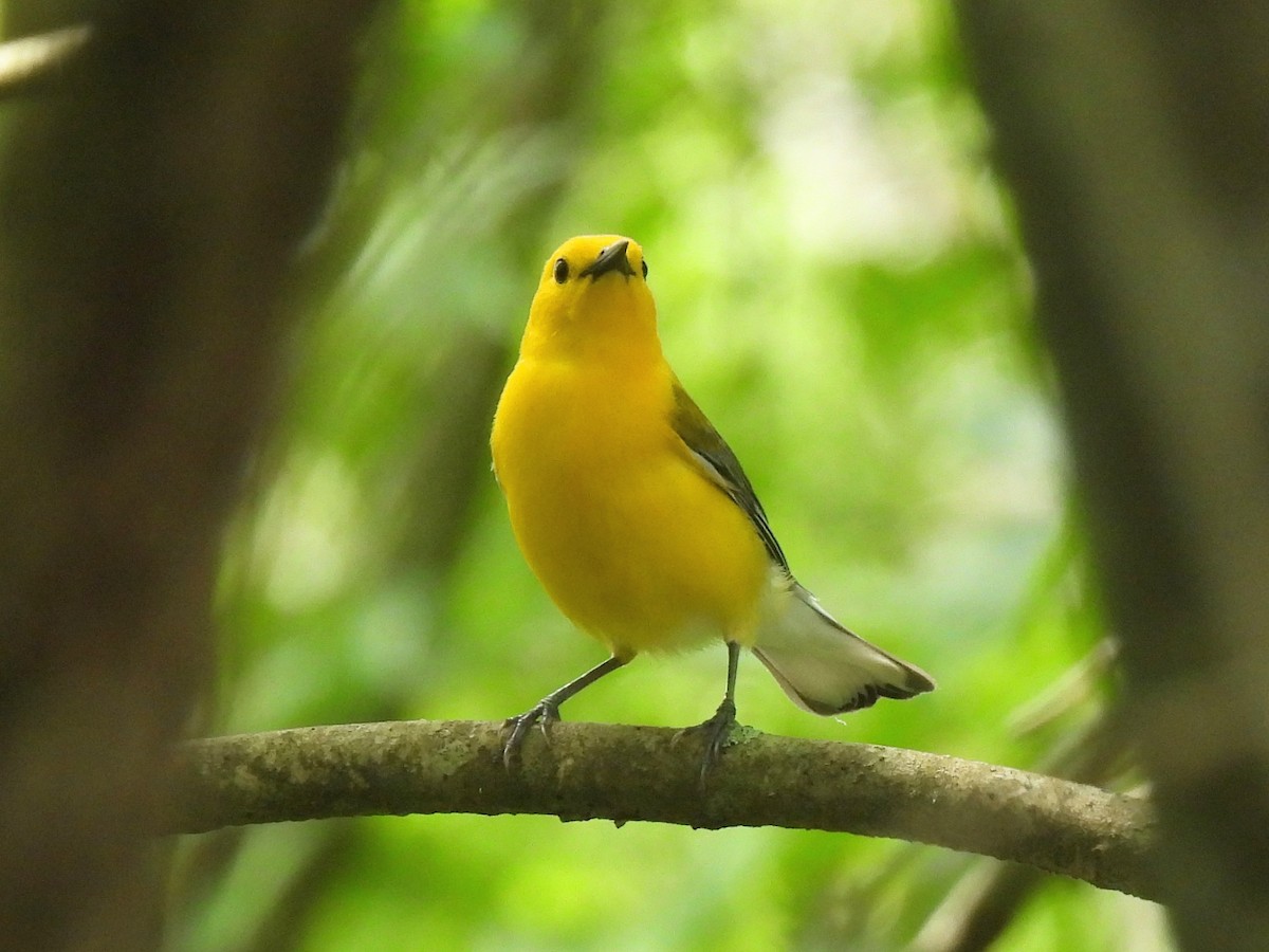 Prothonotary Warbler - ML618403569