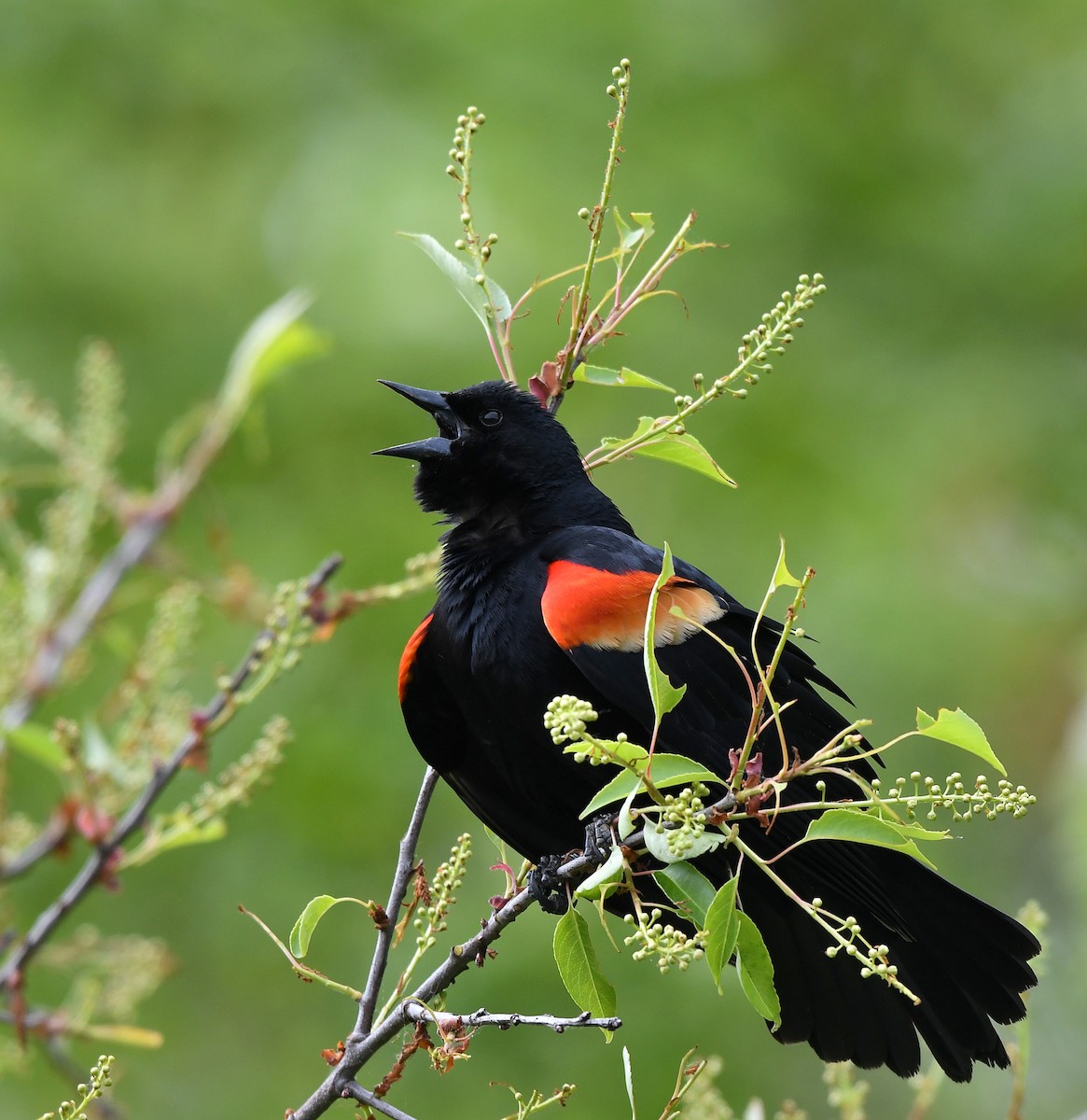 Red-winged Blackbird - ML618403584