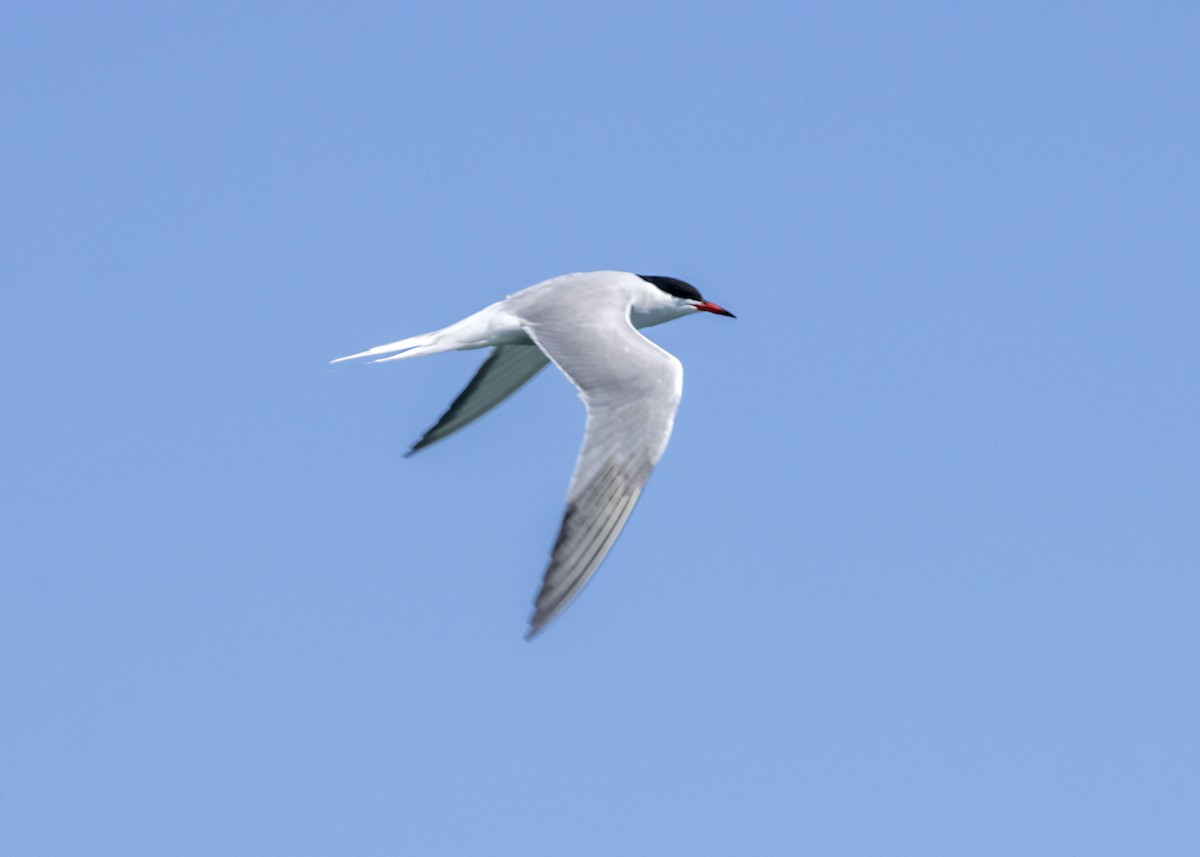 Common Tern - ML618403593