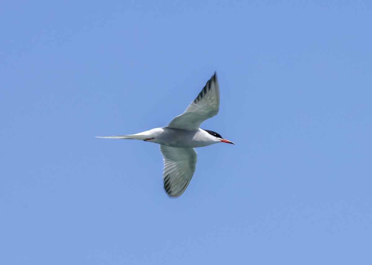 Common Tern - ML618403594