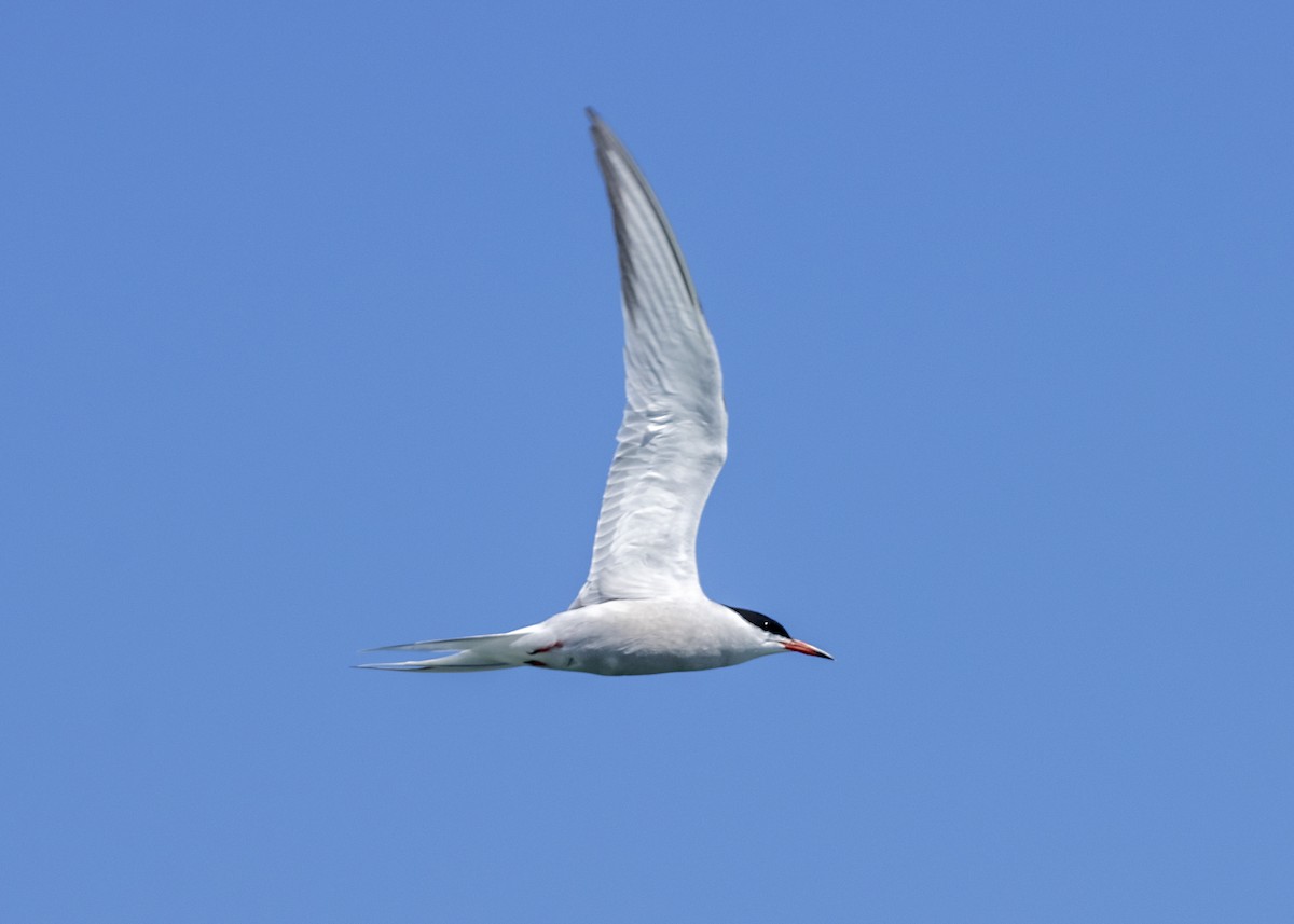 Common Tern - ML618403595