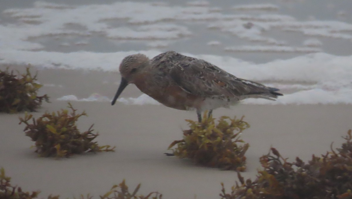 Red Knot - ML618403609