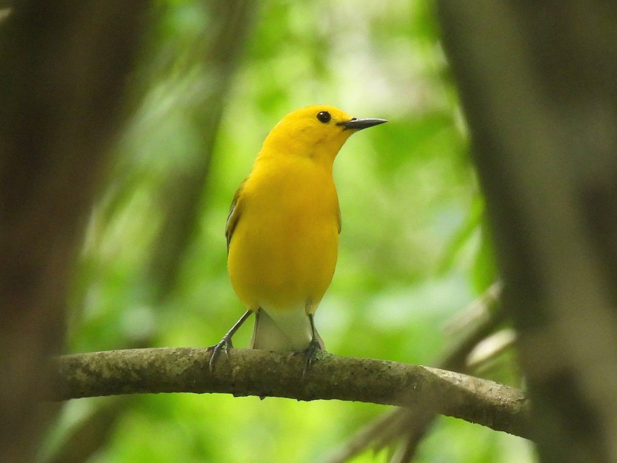Prothonotary Warbler - ML618403632