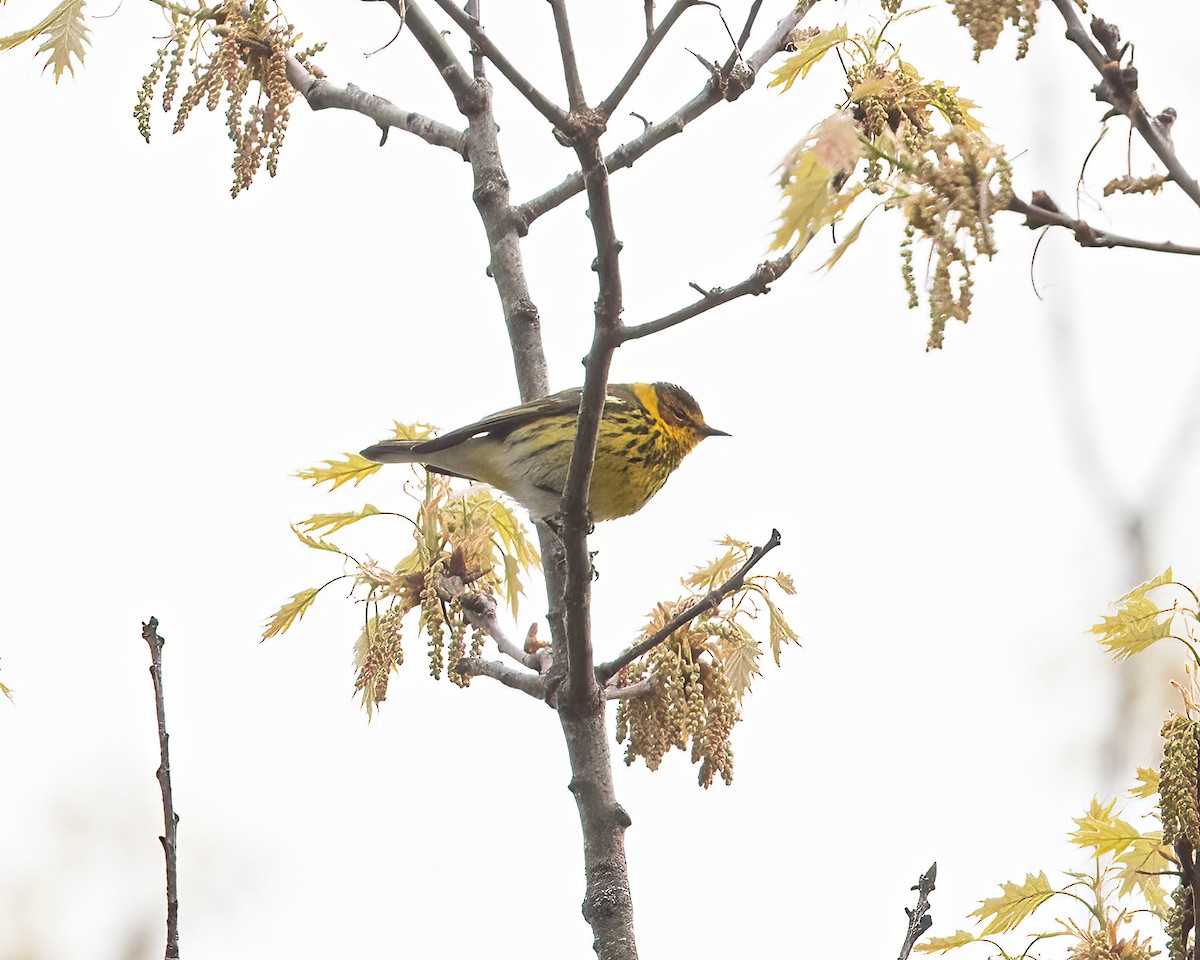 Cape May Warbler - ML618403637
