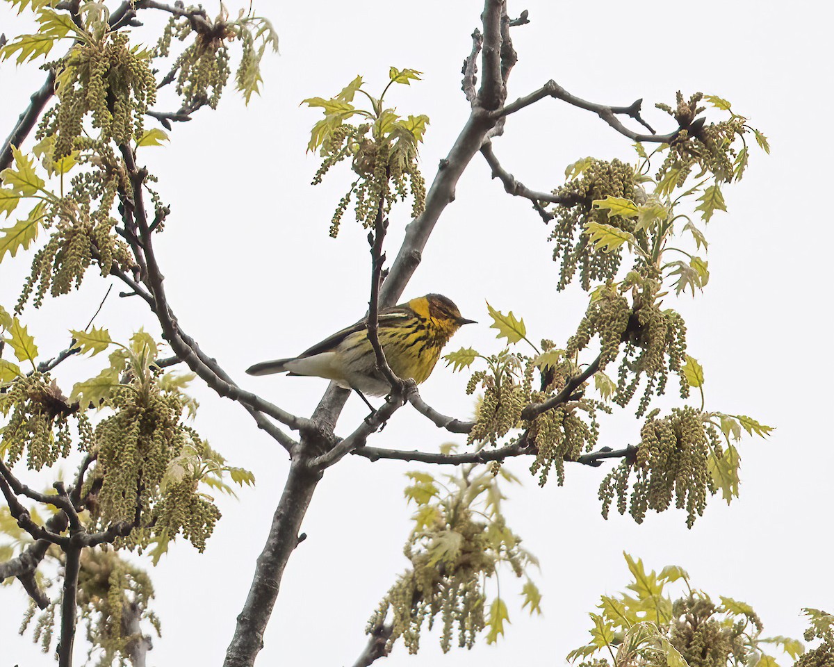 Cape May Warbler - ML618403638
