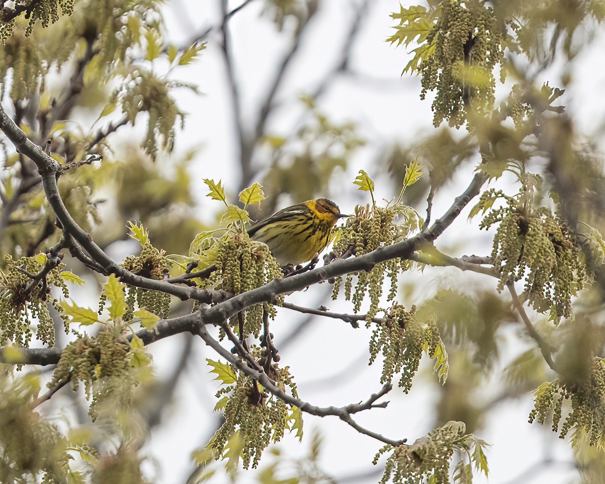Cape May Warbler - ML618403639