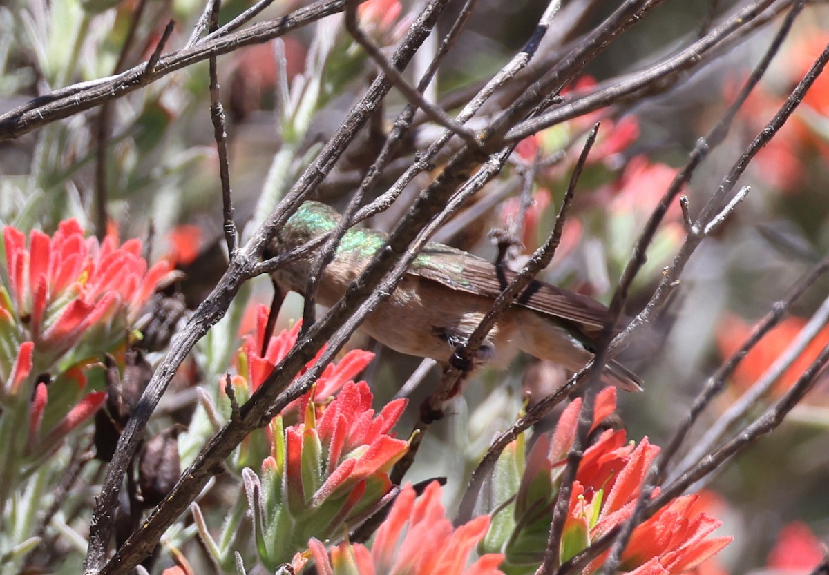 Calliope Hummingbird - ML618403691