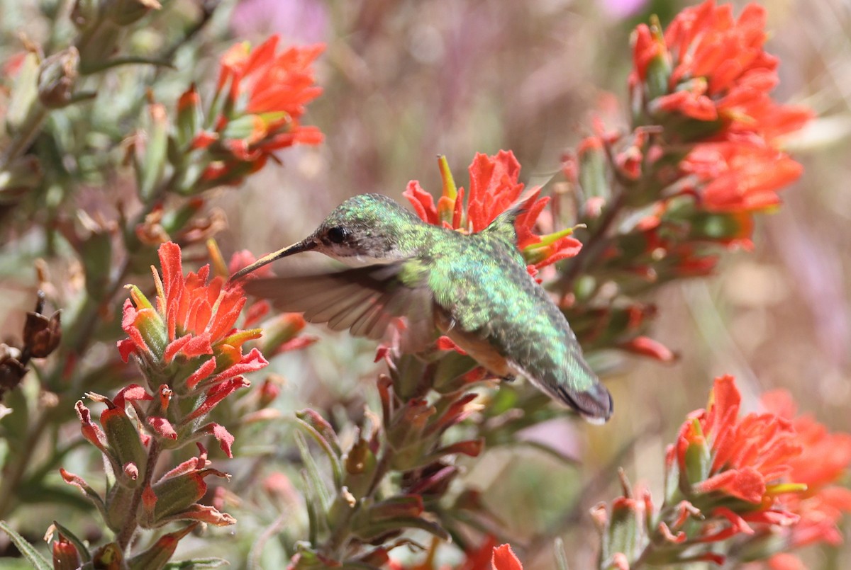 Calliope Hummingbird - ML618403692