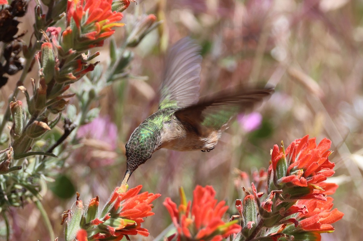 Calliope Hummingbird - ML618403693