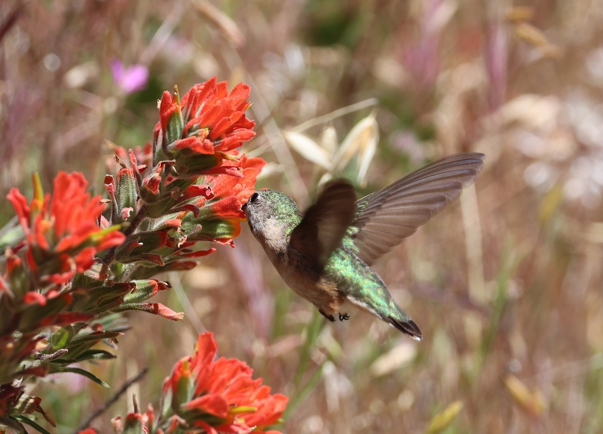 Calliope Hummingbird - ML618403695