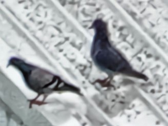 Rock Pigeon (Feral Pigeon) - ML618403699