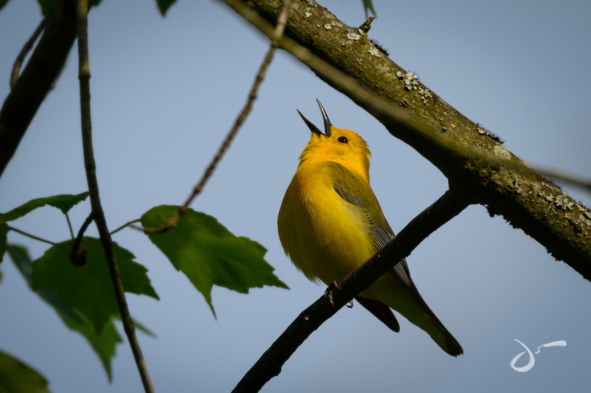 Prothonotary Warbler - ML618403736