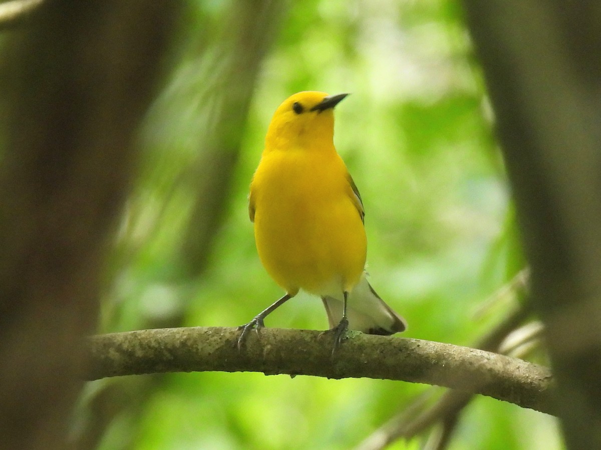 Prothonotary Warbler - ML618403743