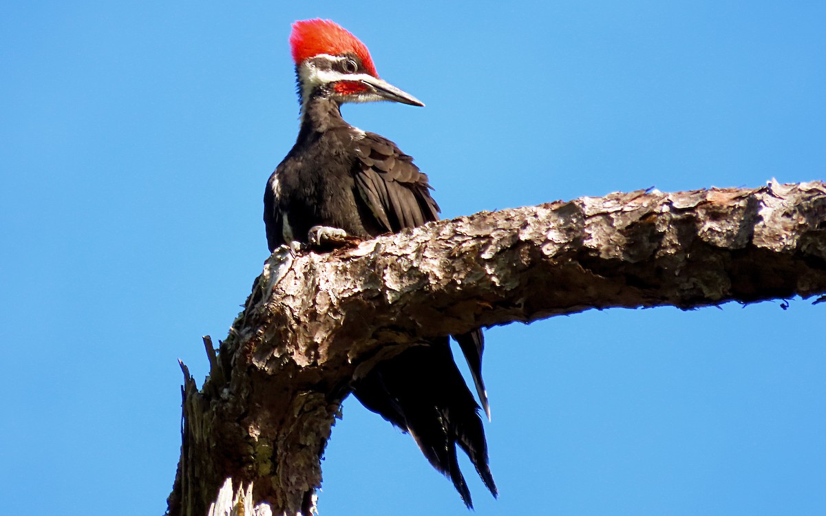 Pileated Woodpecker - ML618403762