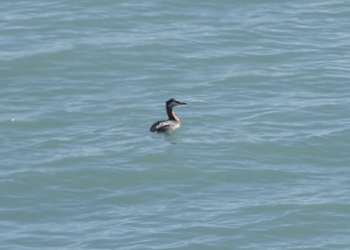 Red-necked Grebe - ML618403782