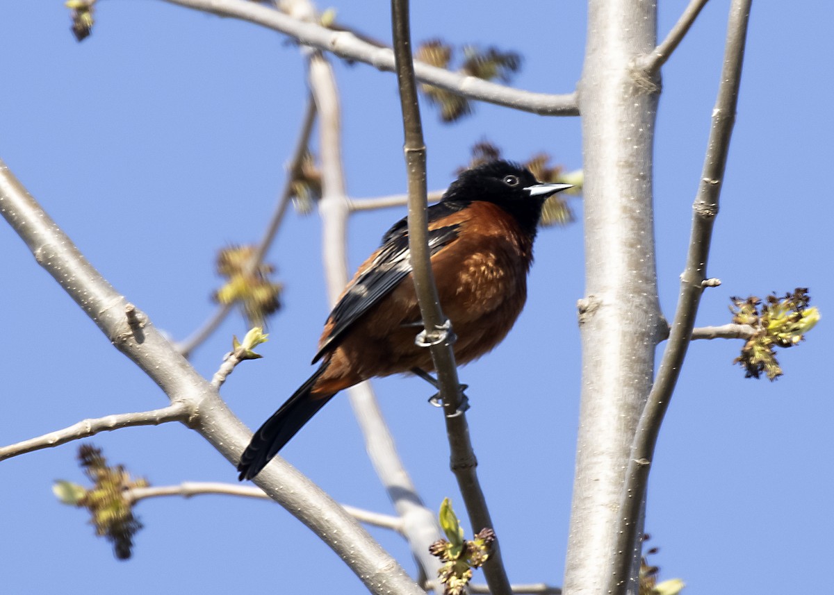 Orchard Oriole - ML618403807