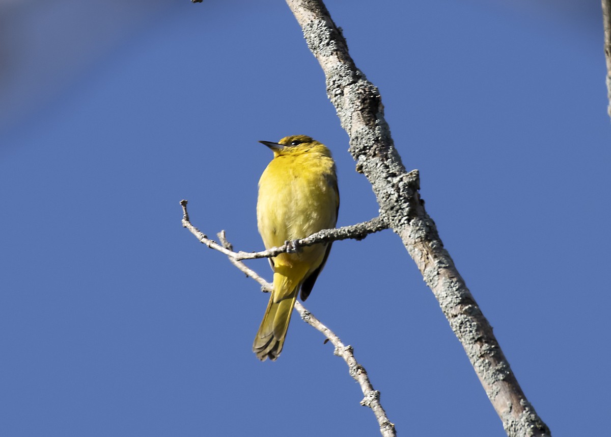 Orchard Oriole - ML618403808