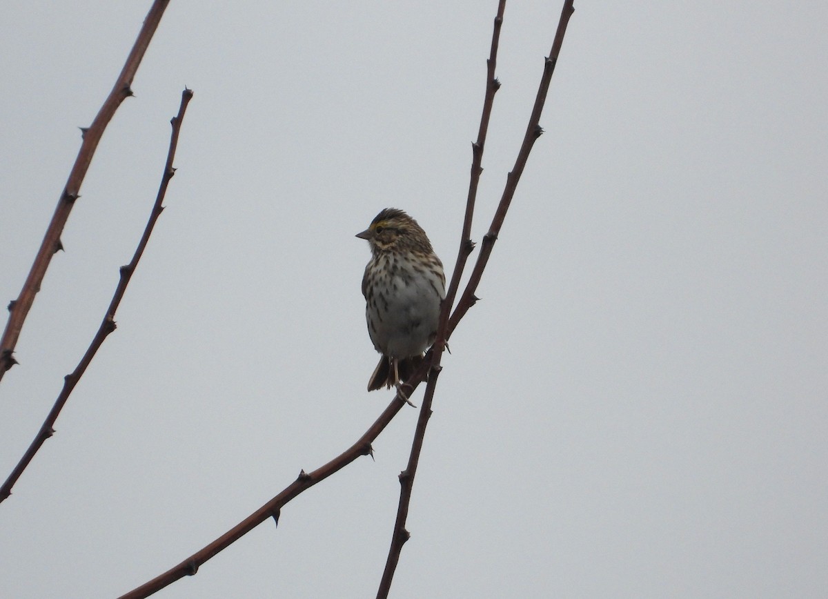 Savannah Sparrow - ML618403831