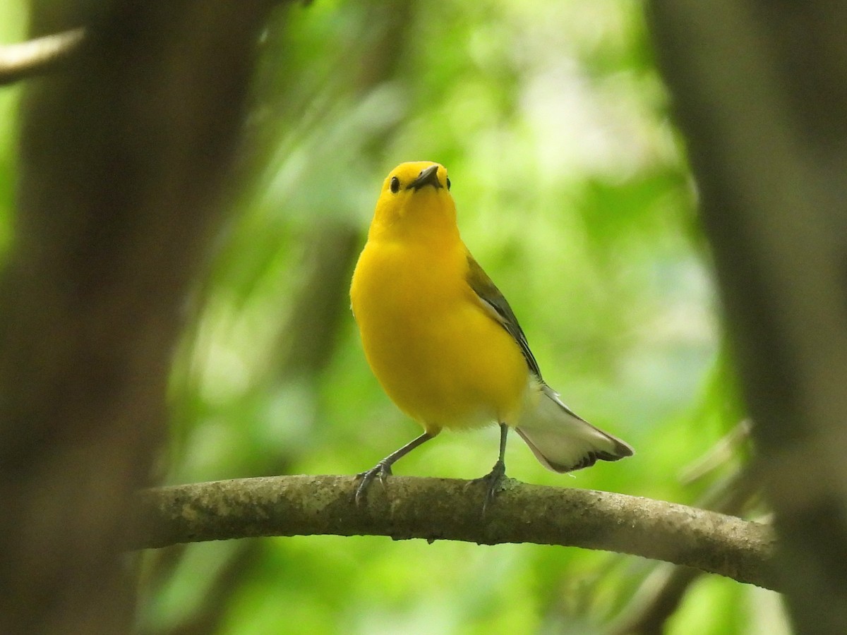 Prothonotary Warbler - ML618403832