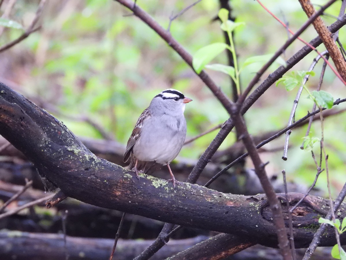 White-crowned Sparrow - ML618403837