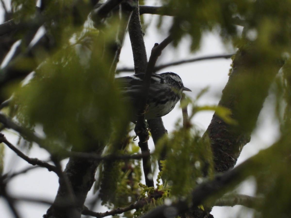 Black-and-white Warbler - ML618403852
