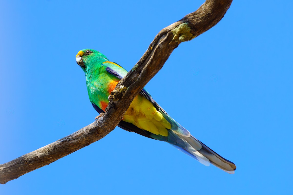Разноцветный попугайчик - ML618403902