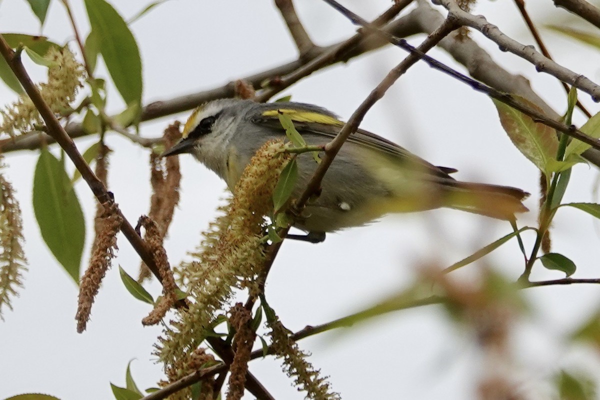 Brewster's Warbler (hybrid) - Russ  And Theresa