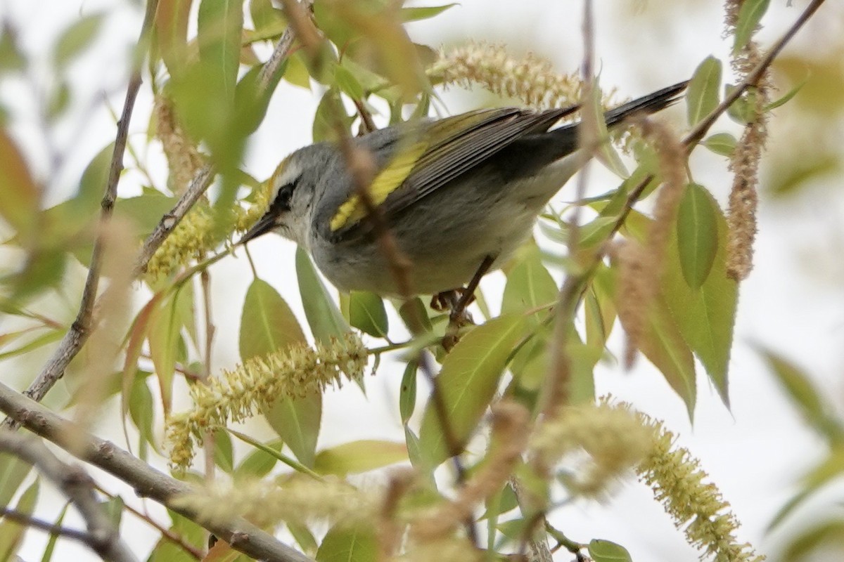 Brewster's Warbler (hybrid) - Russ  And Theresa
