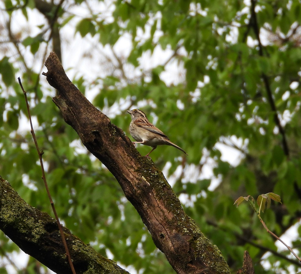 White-throated Sparrow - ML618403913